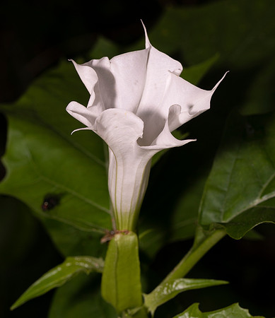 Jimsonweed, Datura stramonium, Hamilton County, Ohio, September 16, 2020