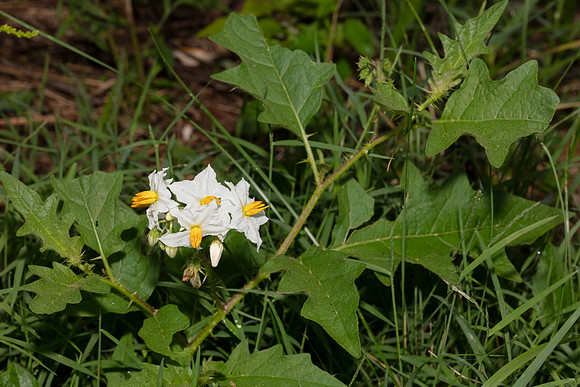 Horse-nettle, Solanum carolinense, Warren County, Ohio, August 30, 2019