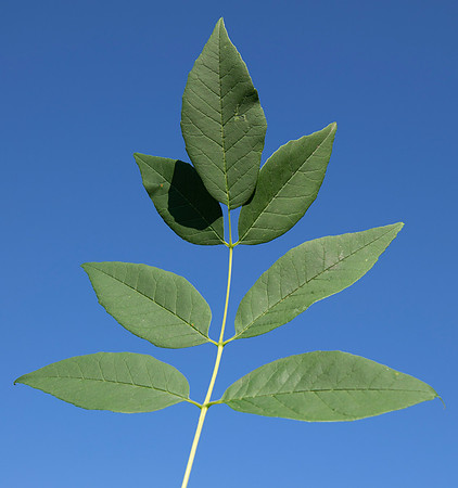 White Ash, Fraxinus americana, Franklin County, Ohio, June 15, 2021 (6)