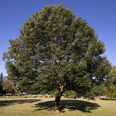 Green Ash, Fraxinus pennsylvanica, Franklin County, Ohio, June 15, 2021
