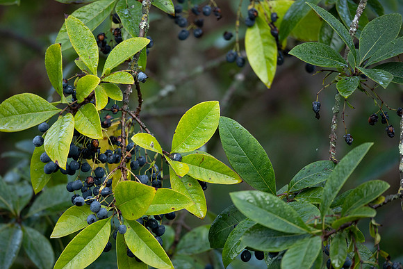 Fringe-tree, Chionanthus virginicus, Franklin County, Ohio, September 16, 2021 (2)
