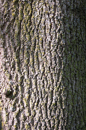 White Ash, Fraxinus americana, Franklin County, Ohio, June 15, 2021 (8)