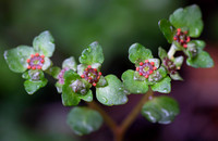 Golden Saxifrage, Chrysosplenium americanum, Hocking County, Ohio, April 11, 2021 (28)