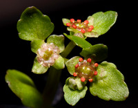 Saxifrage Family (Saxifragaceae)