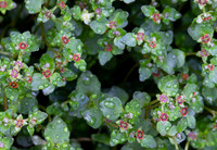 Golden Saxifrage, Chrysosplenium americanum, Hocking County, Ohio, April 11, 2021 (24)
