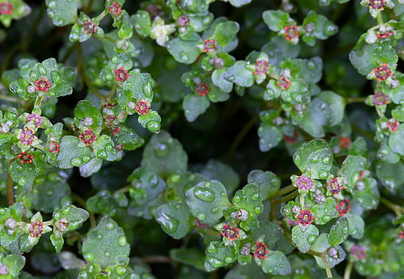 Golden Saxifrage, Chrysosplenium americanum, Hocking County, Ohio, April 11, 2021 (24)