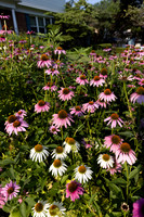 Purple Coneflower, Echinacea purpurea, Franklin County, Ohio, July 27, 2021 (7)