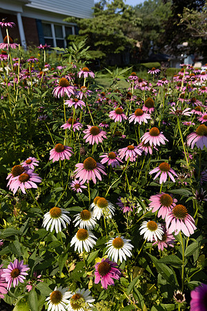 Purple Coneflower, Echinacea purpurea, Franklin County, Ohio, July 27, 2021 (7)