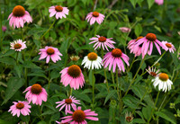 Purple Coneflower, Echinacea purpurea, planted, Franklin County, Ohio, July 17, 2020 (2)