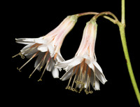 White Rattlesnake-root, Prenanthes alba, Adams County, Ohio, August 25, 2018