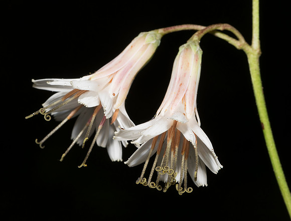 White Rattlesnake-root, Prenanthes alba, Adams County, Ohio, August 25, 2018