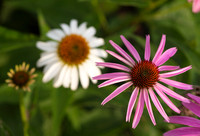 Purple Coneflower, Echinacea purpurea, planted, Franklin County, Ohio, July 17, 2020