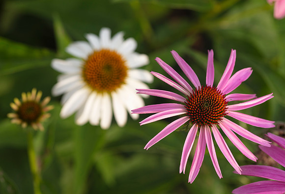 Purple Coneflower, Echinacea purpurea, planted, Franklin County, Ohio, July 17, 2020