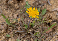 Dwarf Dandelion, Krigia virginica, Adams County, Ohio, April 13, 2021