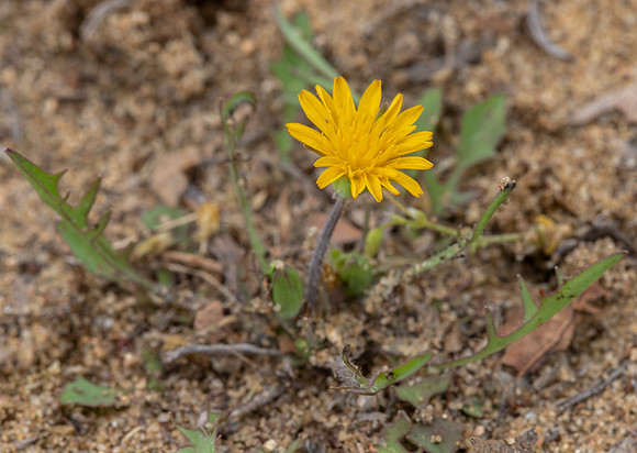 Dwarf Dandelion, Krigia virginica, Adams County, Ohio, April 13, 2021