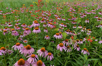 Purple Coneflower, Echinacea purpurea, Greene County, Ohio, July 16, 2019