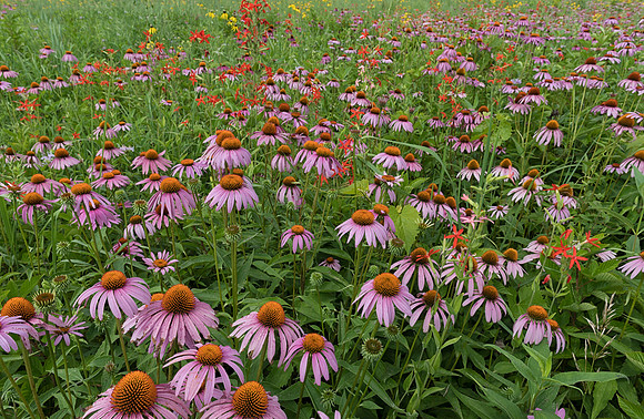Purple Coneflower, Echinacea purpurea, Greene County, Ohio, July 16, 2019