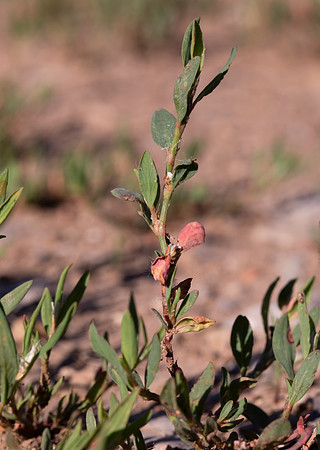 Common Knotweed, Polygonum aviculare, Franklin County, Ohio, June 15, 2021 (14)