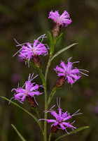 Cylindric Blazing-star, Liatris cylindracea, Adams County, Ohio, August 22, 2019