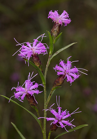 Cylindric Blazing-star, Liatris cylindracea, Adams County, Ohio, August 22, 2019