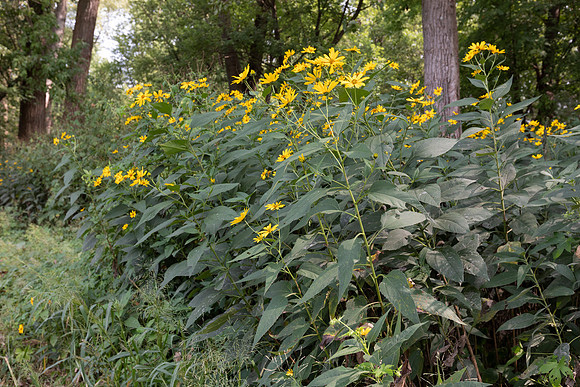 Jerusalem-artichoke, Helianthus tuberosus, Hamilton County, Ohio, September 16, 2020