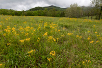 Appalachian Ragwort, Packera anonyma, Great Smoky Mountains, Cades Cove, Tennessee, May 21, 2020