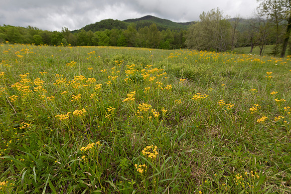 Appalachian Ragwort, Packera anonyma, Great Smoky Mountains, Cades Cove, Tennessee, May 21, 2020