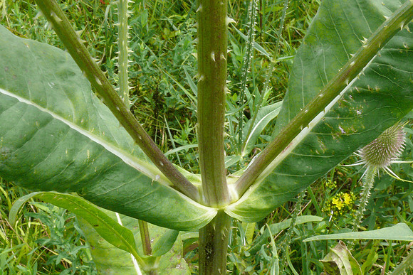 Common Teasel, Dipsacus fullonum, Wyandot County., Ohio, July 18, 2010 (2)