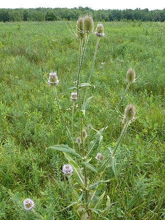 Common Teasel, Dipsacus fullonum, Wyandot County., Ohio, July 18, 2010