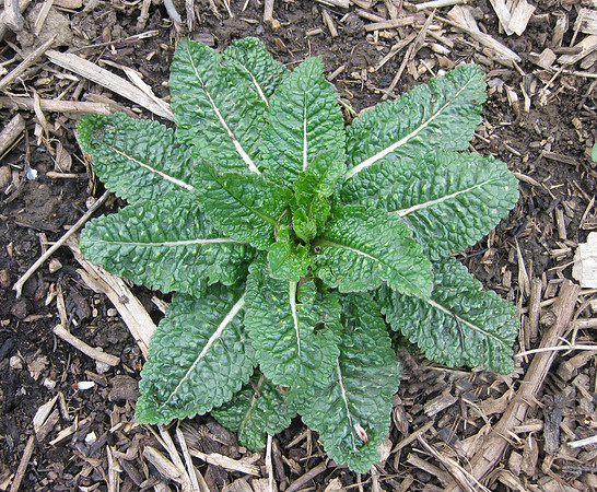 Common Teasel, Dipsacus fullonum, Franklin County, Ohio, April 8, 2009