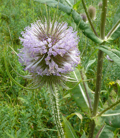 Common Teasel, Dipsacus fullonum, Wyandot County., Ohio, July 18, 2010 (3)