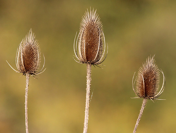 Common Teasel, Dipsacus fullonum, Pickaway County, Ohio, October 6, 2012