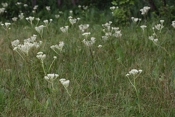 Fen Indian-plantain, Arnoglossum plantagineum, Champaign County, Ohio, June 29, 2013