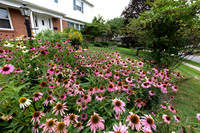 Purple Coneflower, Echinacea purpurea, native garden, Franklin County, Ohio, August 1, 2018