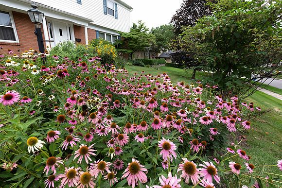 Purple Coneflower, Echinacea purpurea, native garden, Franklin County, Ohio, August 1, 2018