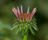 Purple Coneflower, Echinacea purpurea, Clark County, Ohio, July 15, 2018