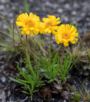 Lakeside Daisy, Tetraneuris herbacea, Ottawa County, Ohio, May 13, 2019