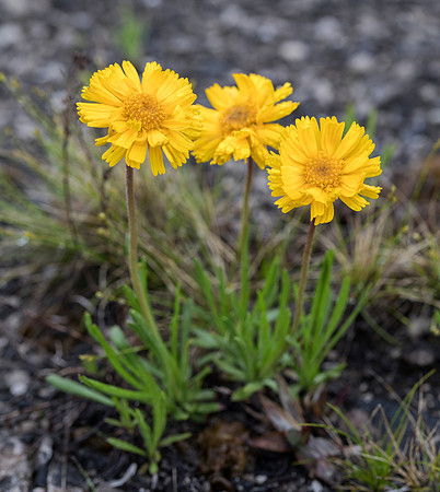 Lakeside Daisy, Tetraneuris herbacea, Ottawa County, Ohio, May 13, 2019