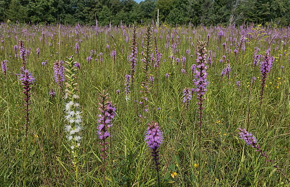 Spiked Blazing-star, Liatris spicata, Adams County, Ohio, August 4, 2018