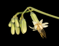 Gall-of-the-earth, Nabalus trifoliolata, Scioto County, Ohio, August 24, 2019