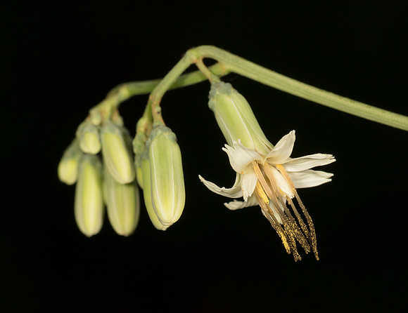 Gall-of-the-earth, Nabalus trifoliolata, Scioto County, Ohio, August 24, 2019