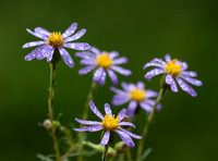 Stiff-leaved Aster, Ionactis linariifolius, Scioto County, Ohio, September 15, 2018
