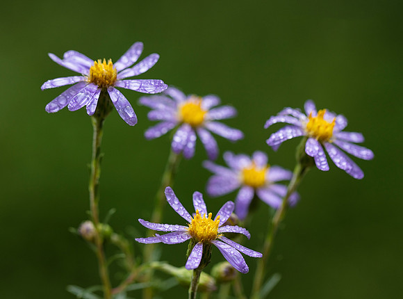 Stiff-leaved Aster, Ionactis linariifolius, Scioto County, Ohio, September 15, 2018