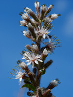 Prairie Rattlesnake-root, Prenanthes racemosa, Erie County, Ohio, September 18, 2011