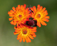 Orange Hawkweed, Hieracium aurantiacum, Adirondacks, New York, June 26, 2018