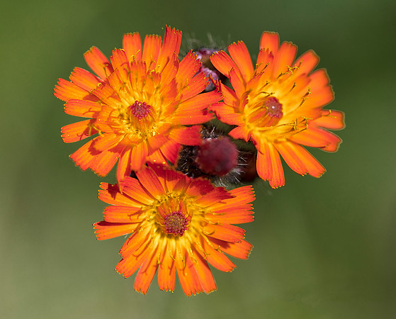 Orange Hawkweed, Hieracium aurantiacum, Adirondacks, New York, June 26, 2018