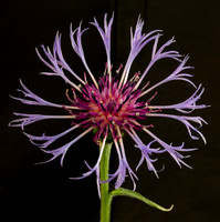Mountain Bluet, Centaurea montana, in garden, Franklin County, Ohio, April 23, 2021