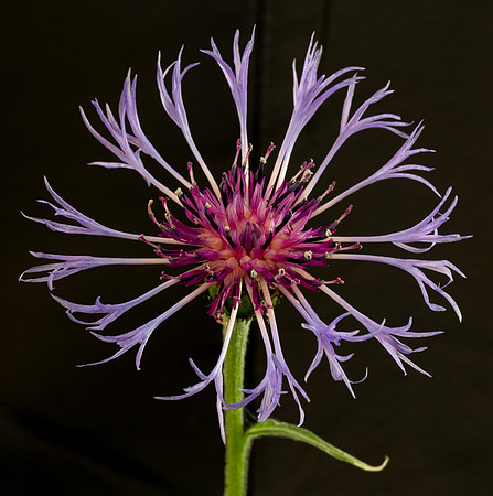 Mountain Bluet, Centaurea montana, in garden, Franklin County, Ohio, April 23, 2021