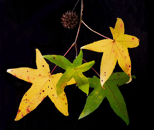 Sweetgum, Liquidambar styraciflua, Franklin County, Ohio, October 26, 2020