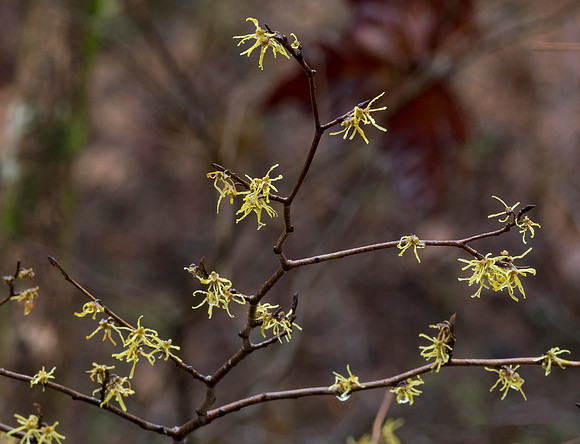 Witch-hazel, Hamamelis virginiana, Jackson County, Ohio, December 15, 2018